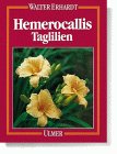Erhardt Hemerocallis Taglilien