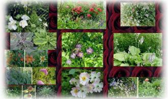 Fotos von unserem Garten im Sommer