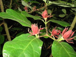 Gewürzstrauch Calycanthus Blüte