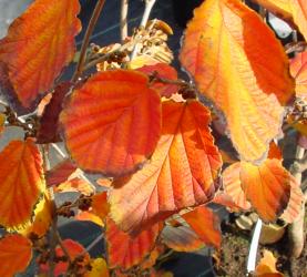 Herbstlaubfärbung im Altweibersommer