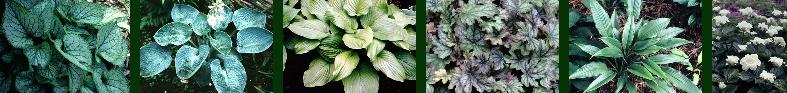 Dr. Ullrich Fischer Pflanzenkatalog - Pflanzen für Licht und Schatten - Grüne Spezialitäten - Hosta und Begleitpflanzen zu Gast auf der Homepage GartenLiteratur