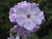 Phlox Paniculata Violetta Gloriosa Foto Brandt